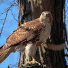 Red-tailed Hawk