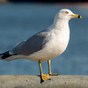Ring-billed Gull