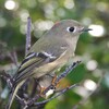 Ruby-crowned Kinglet