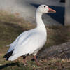 Snow Goose