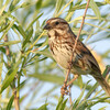 Song Sparrow