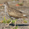 Spotted Sandpiper