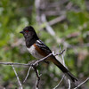 Spotted Towhee
