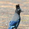 Steller's Jay
