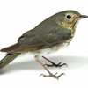 Swainson's Thrush
