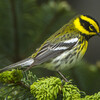 Townsend's Warbler