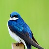 Tree Swallow