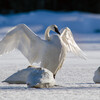 Trumpeter Swan