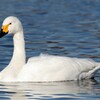 Tundra Swan