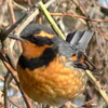 Varied Thrush