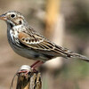 Vesper Sparrow