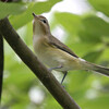 Warbling Vireo