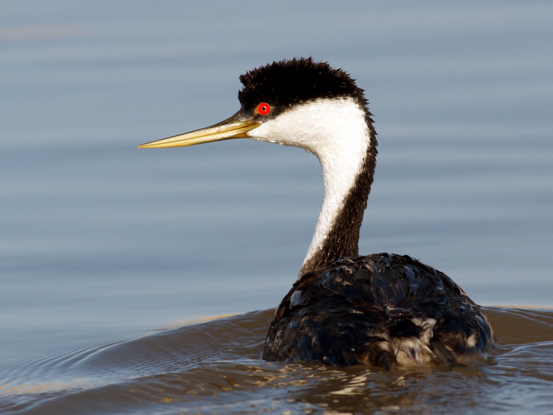 Western Grebe