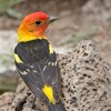 Western Tanager