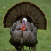 Wild Turkey