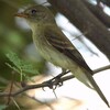 Willow Flycatcher