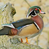 Wood Duck