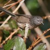 Wrentit