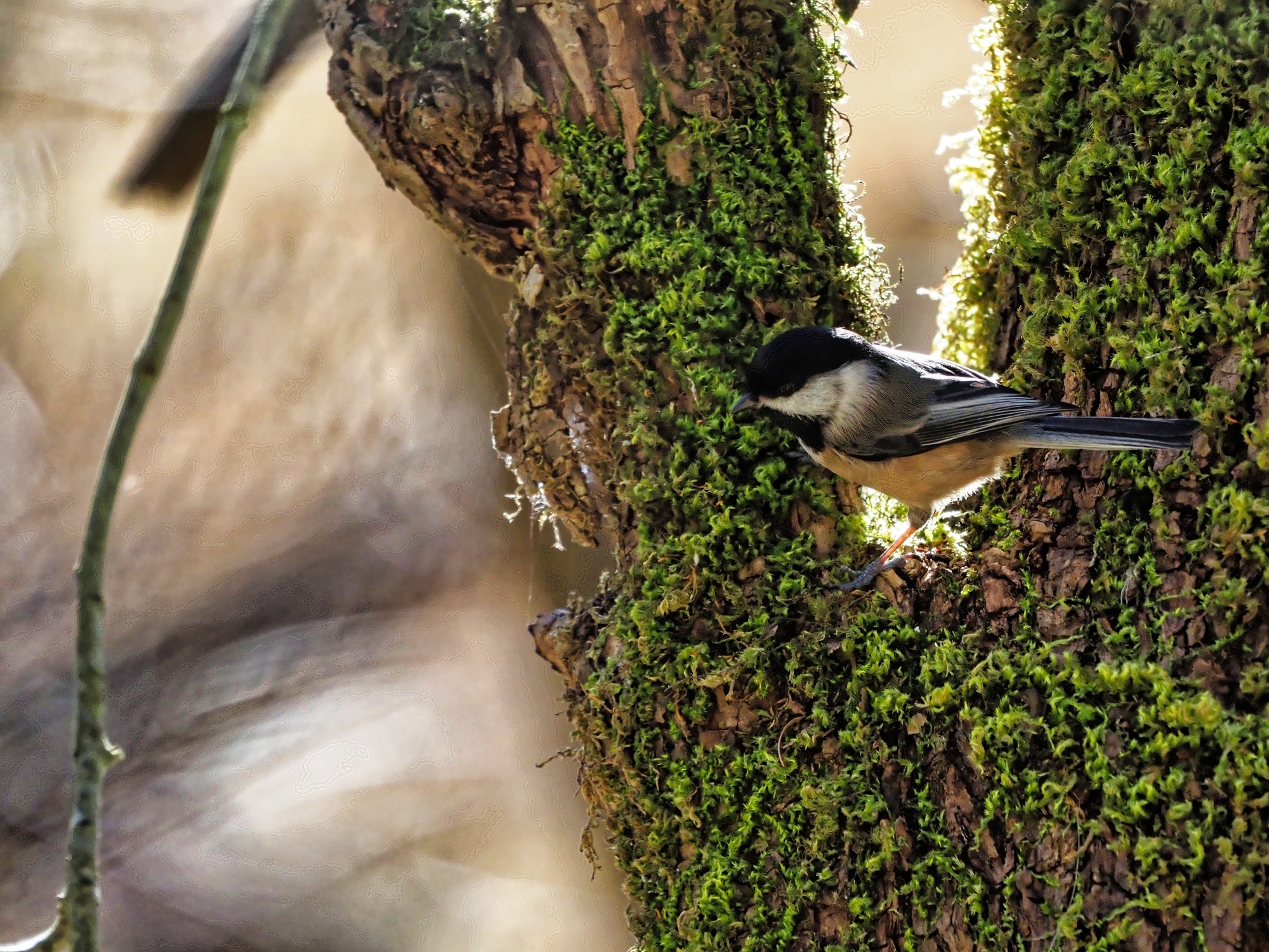 Poecile atricapillus