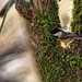 Black-capped Chickadee