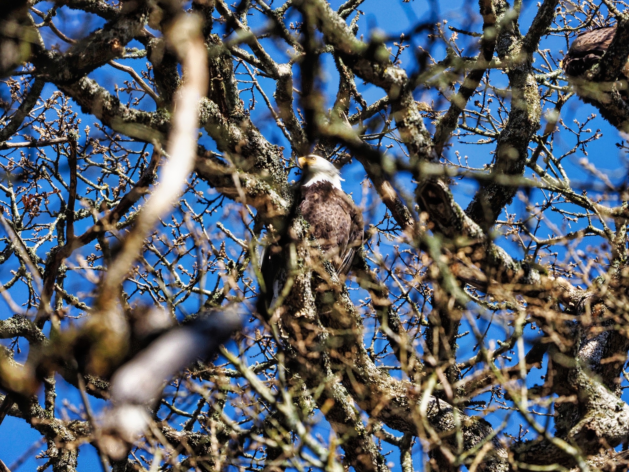 Haliaeetus leucocephalus