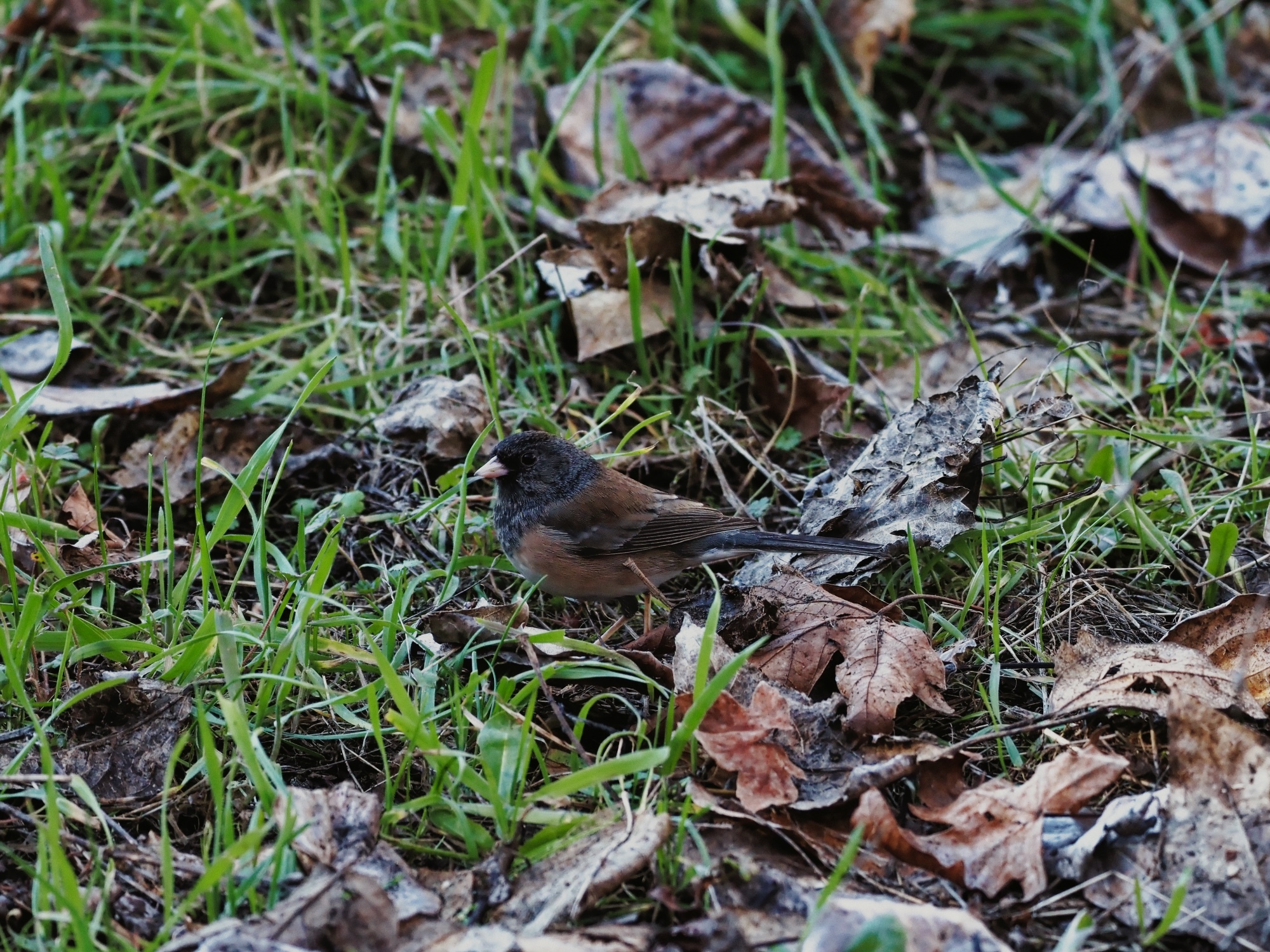 Junco hyemalis