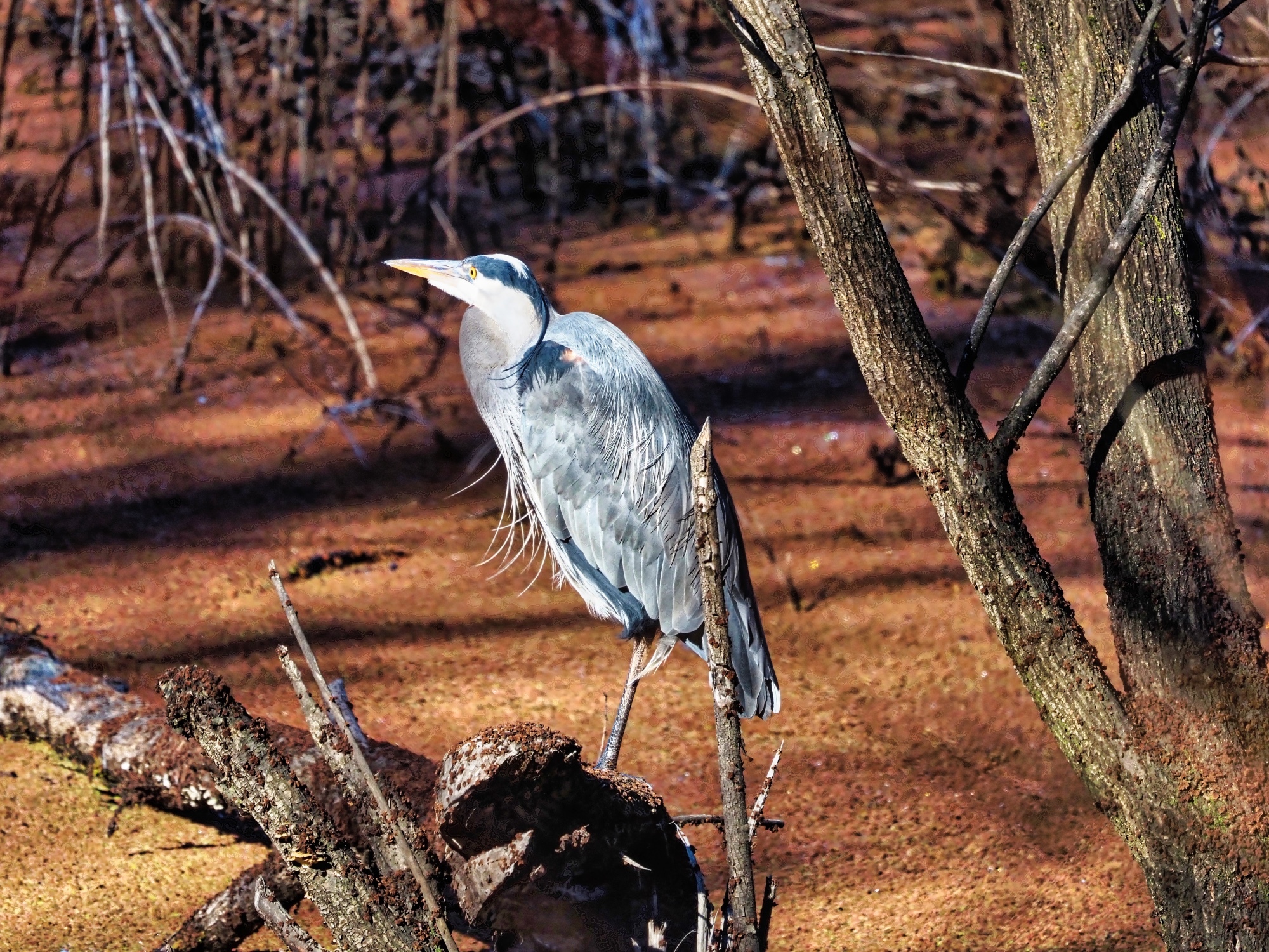 Ardea herodias