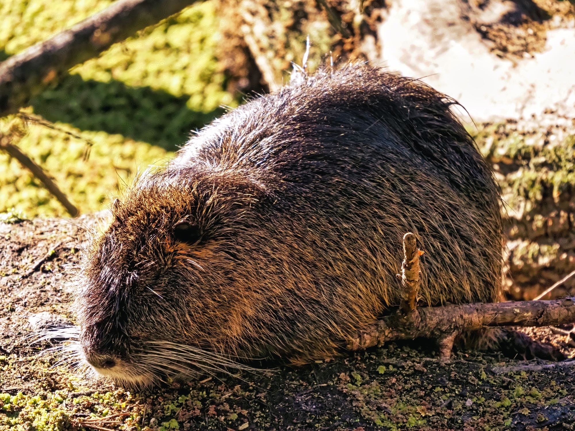 Myocastor coypus