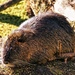 Coypu