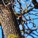 Red-breasted Sapsucker