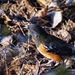 Spotted Towhee