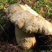 mushrooms, bracket fungi, puffballs, and allies