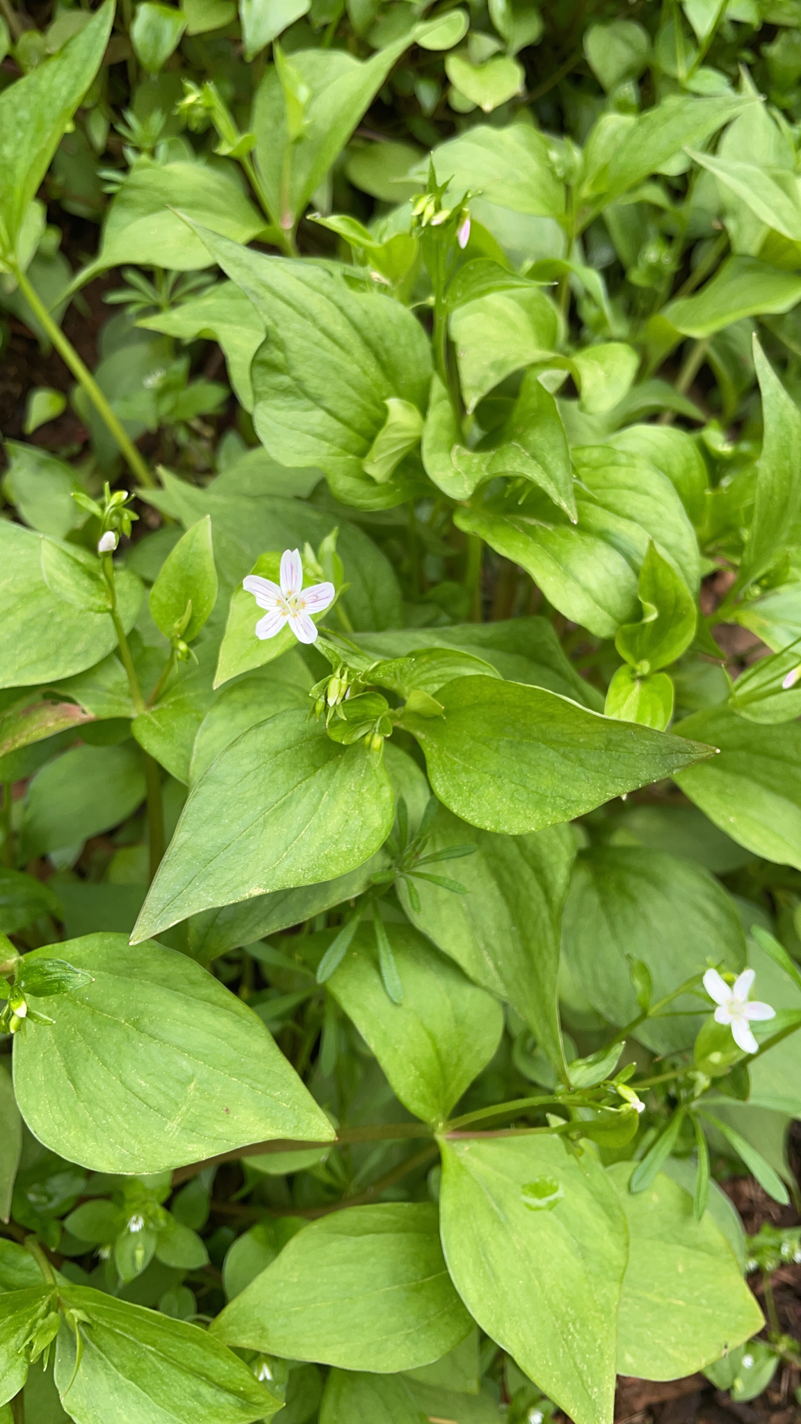 Claytonia sibirica
