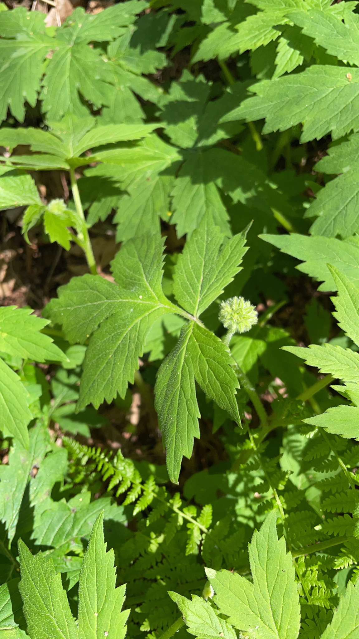 Hydrophyllum tenuipes