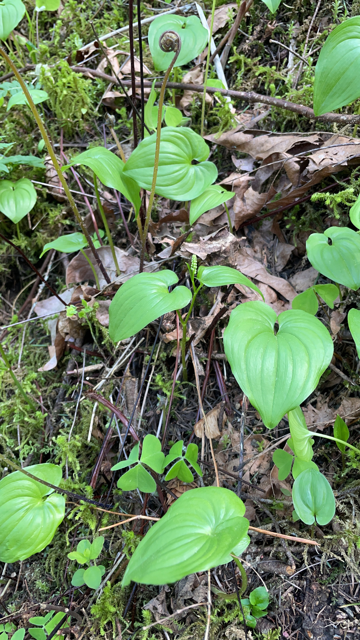 Maianthemum
