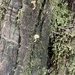 Lichenomphalia