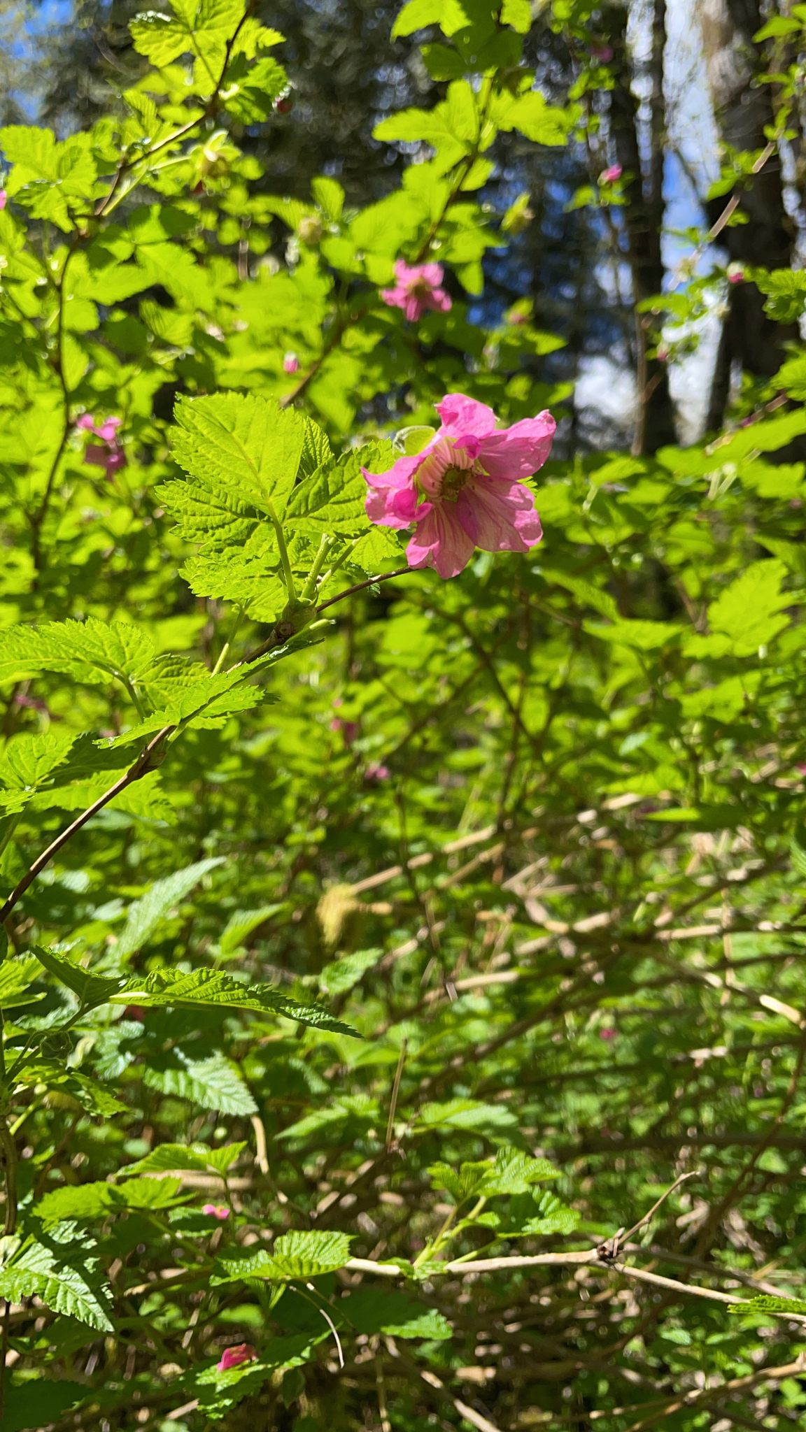 Rubus spectabilis