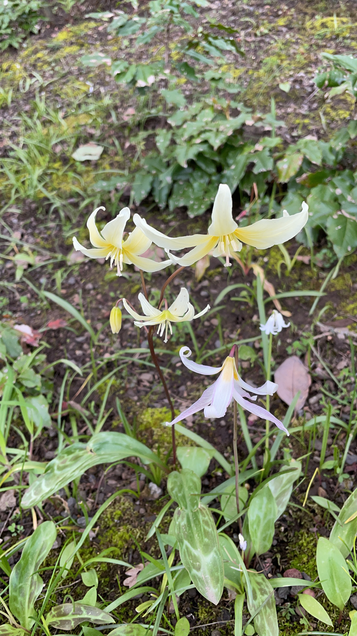Erythronium