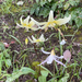 fawn lilies