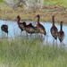 White-faced Ibis