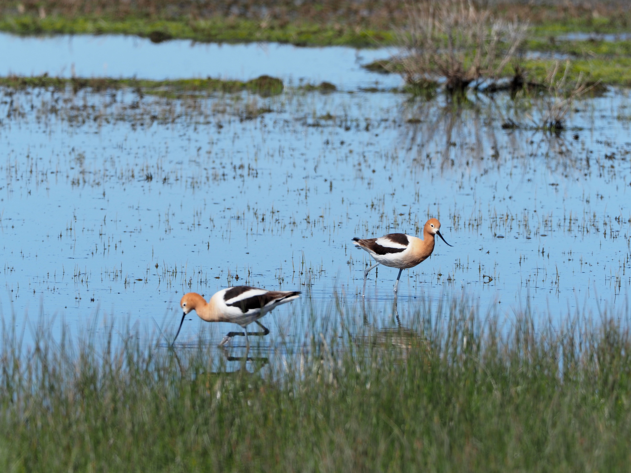 Recurvirostra americana