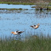 American Avocet