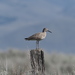 Willet