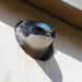Tree Swallow