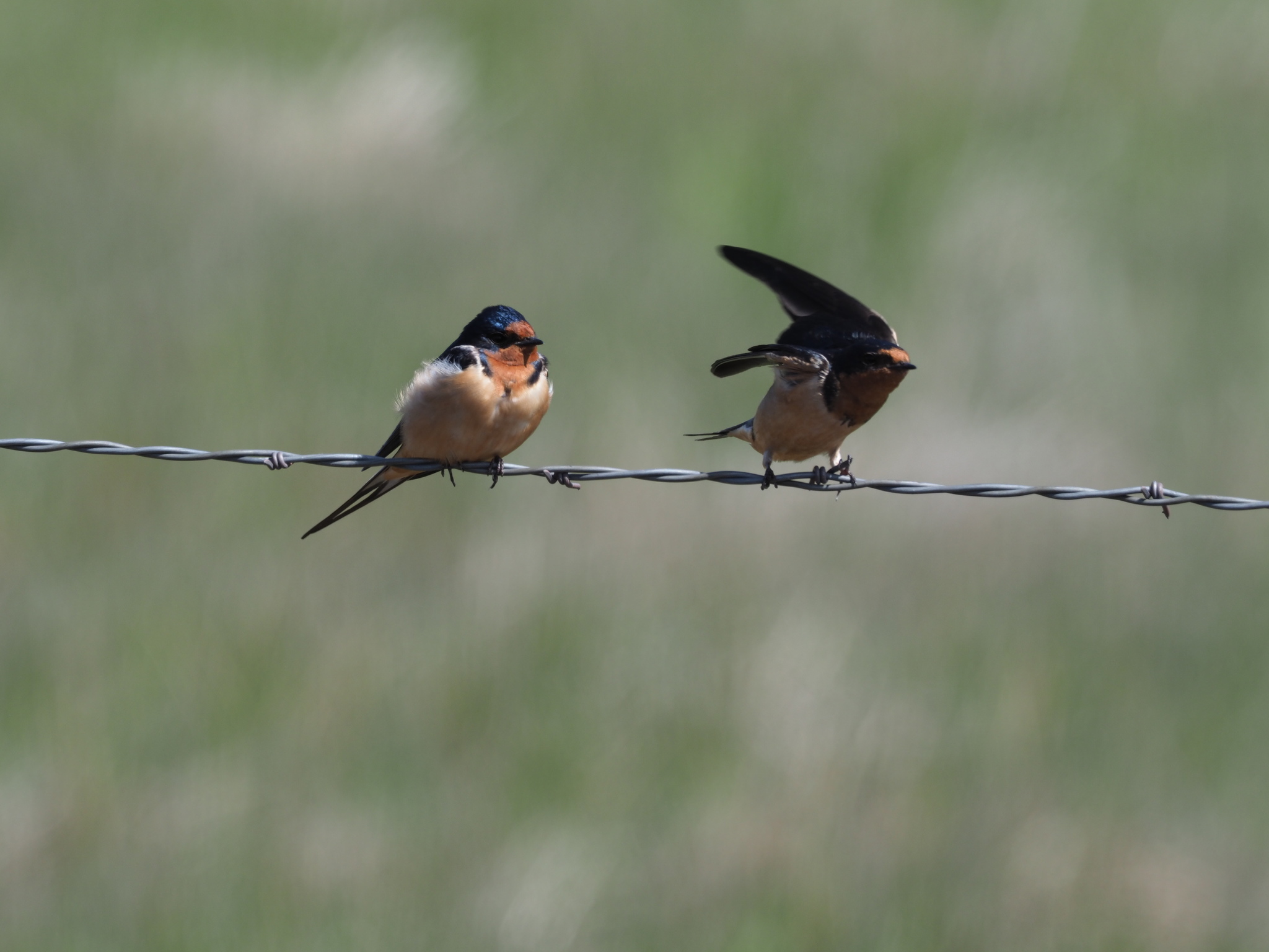 Hirundo rustica