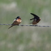 Barn Swallow