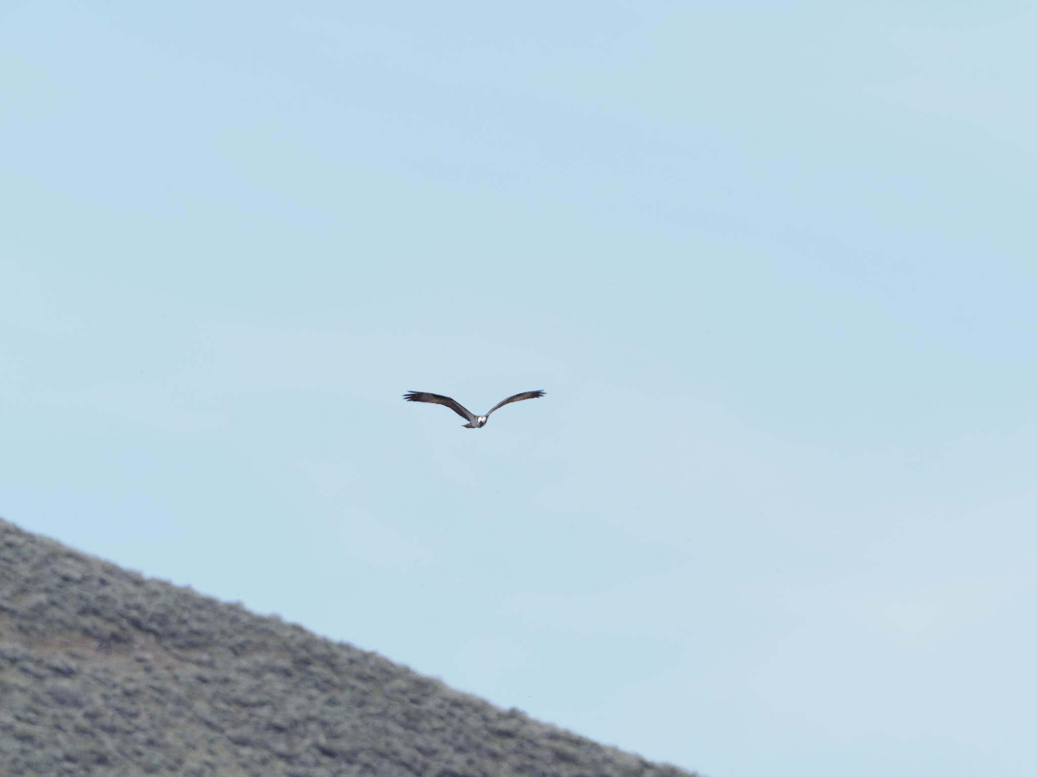 Pandion haliaetus carolinensis
