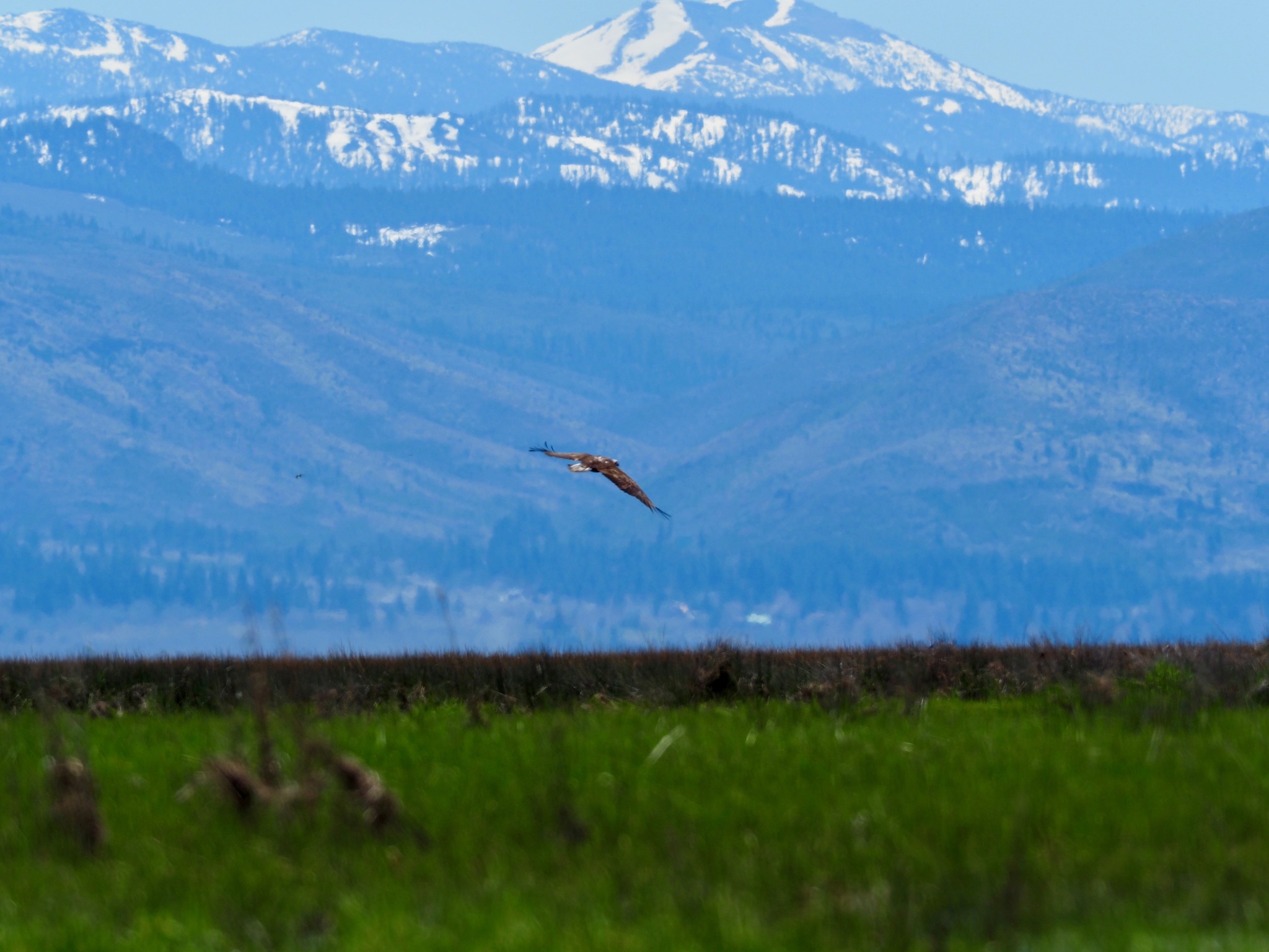 Haliaeetus leucocephalus