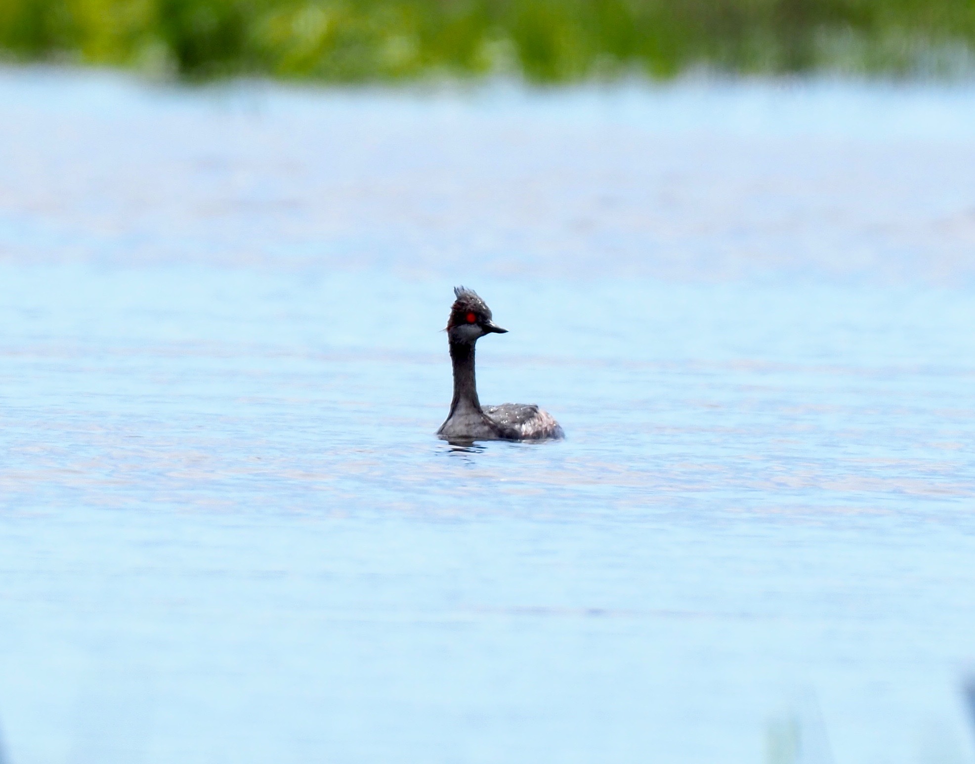Podiceps nigricollis