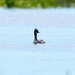 Eared Grebe